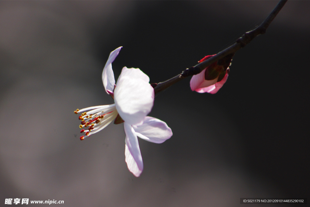 桃花