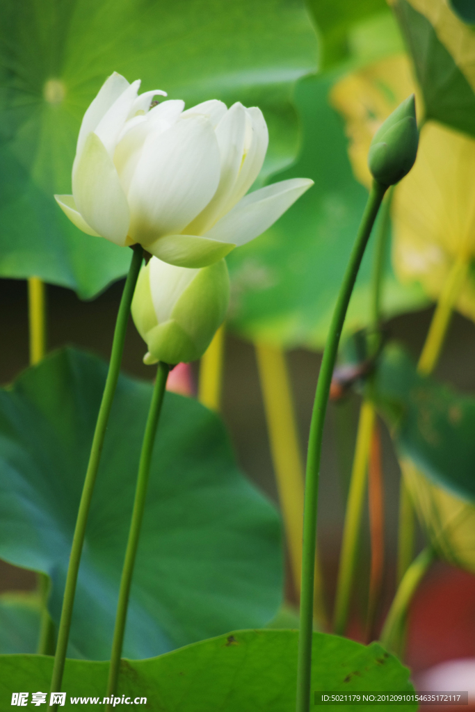 荷花