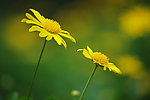 小菊花