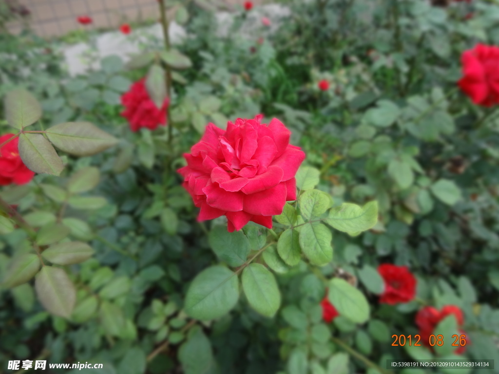 月季花 绿叶