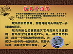 鸵鸟骨头汤