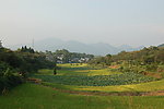 田园风光
