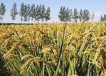 水稻 稻田