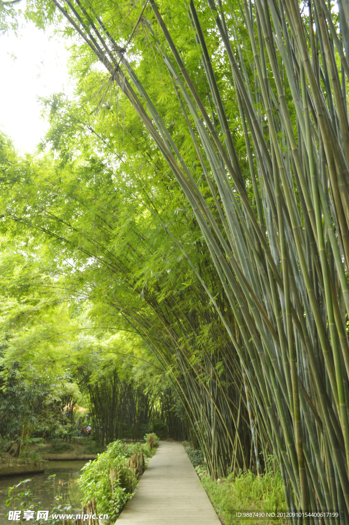 竹林小路