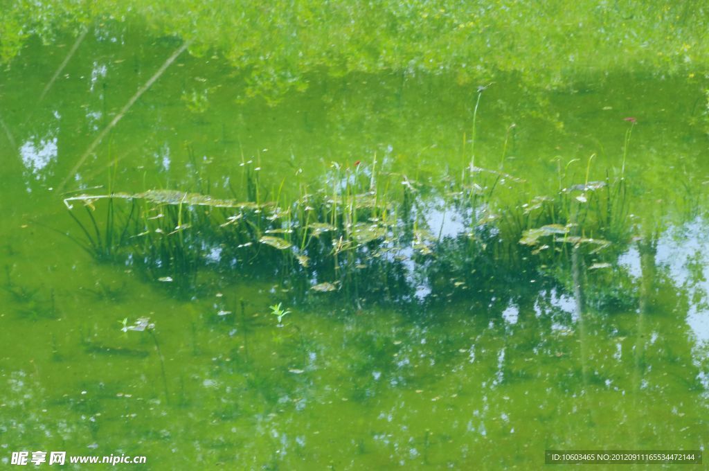 水草