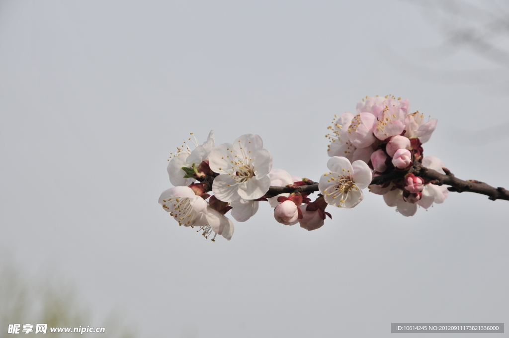 梅花