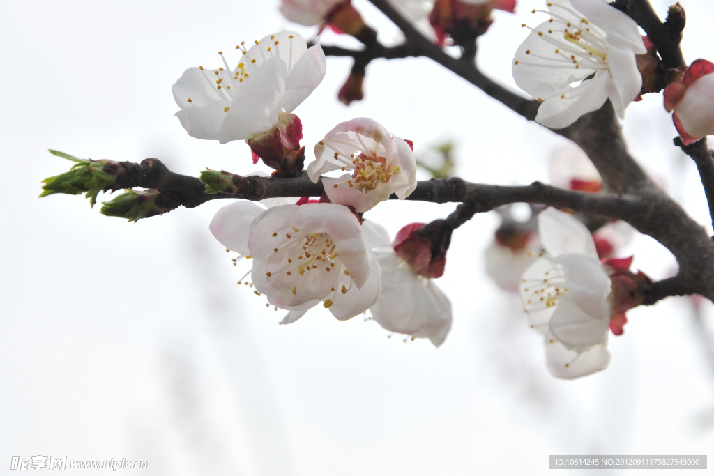 梅花