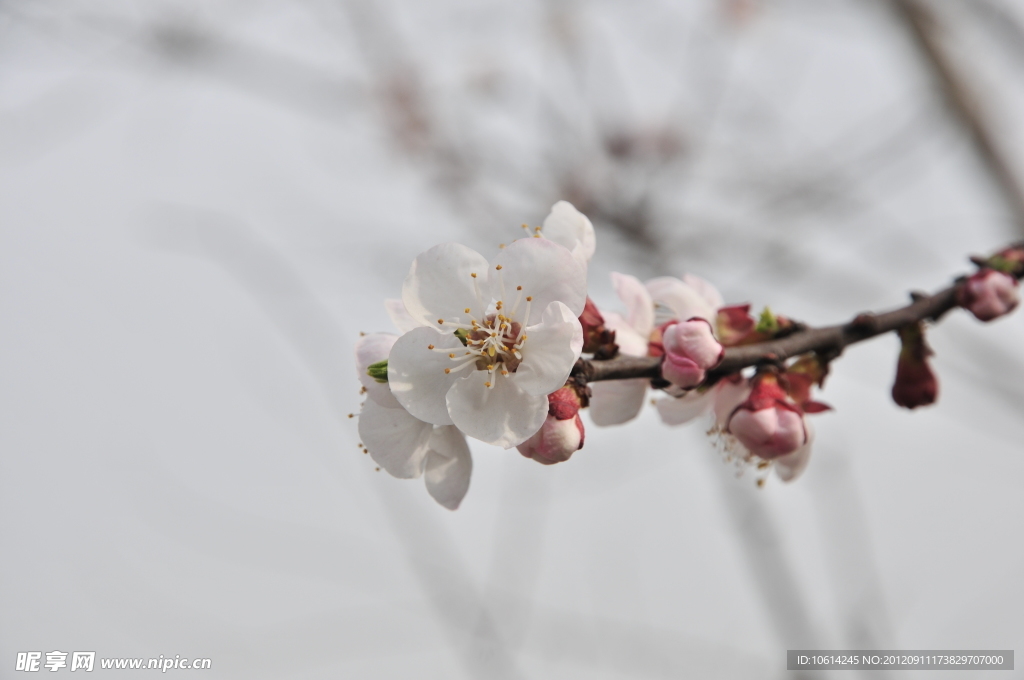 梅花