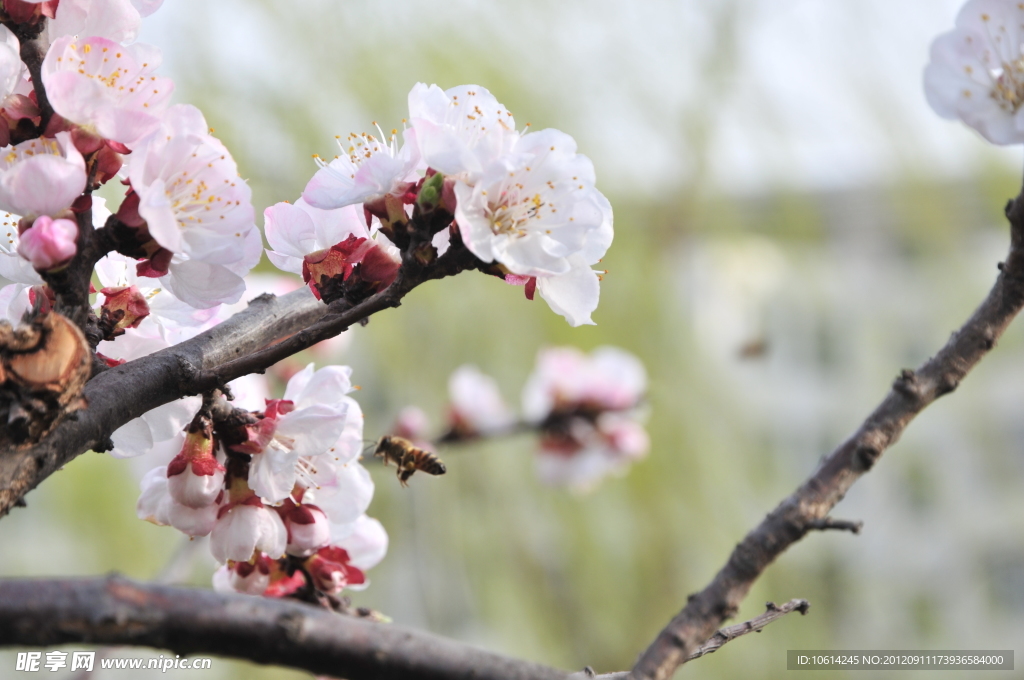 梅花