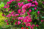 蔷薇花