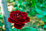 月季花