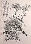 雏菊