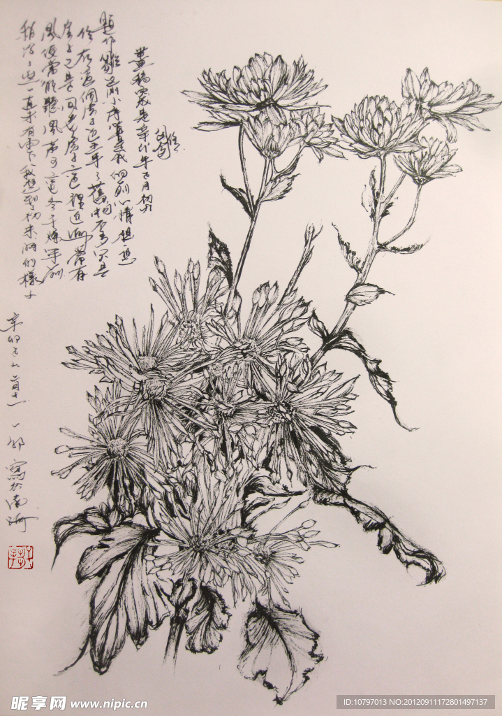 雏菊