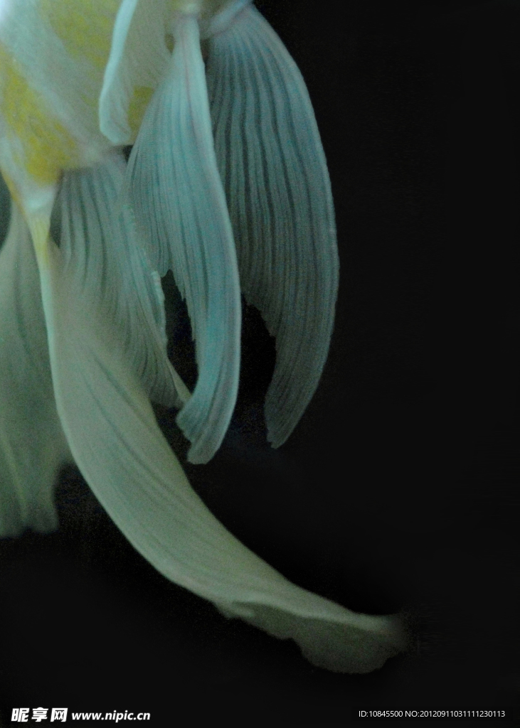 鱼鳍