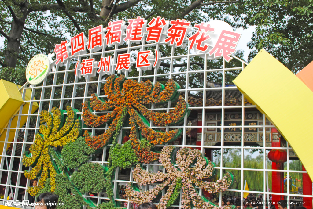 菊花