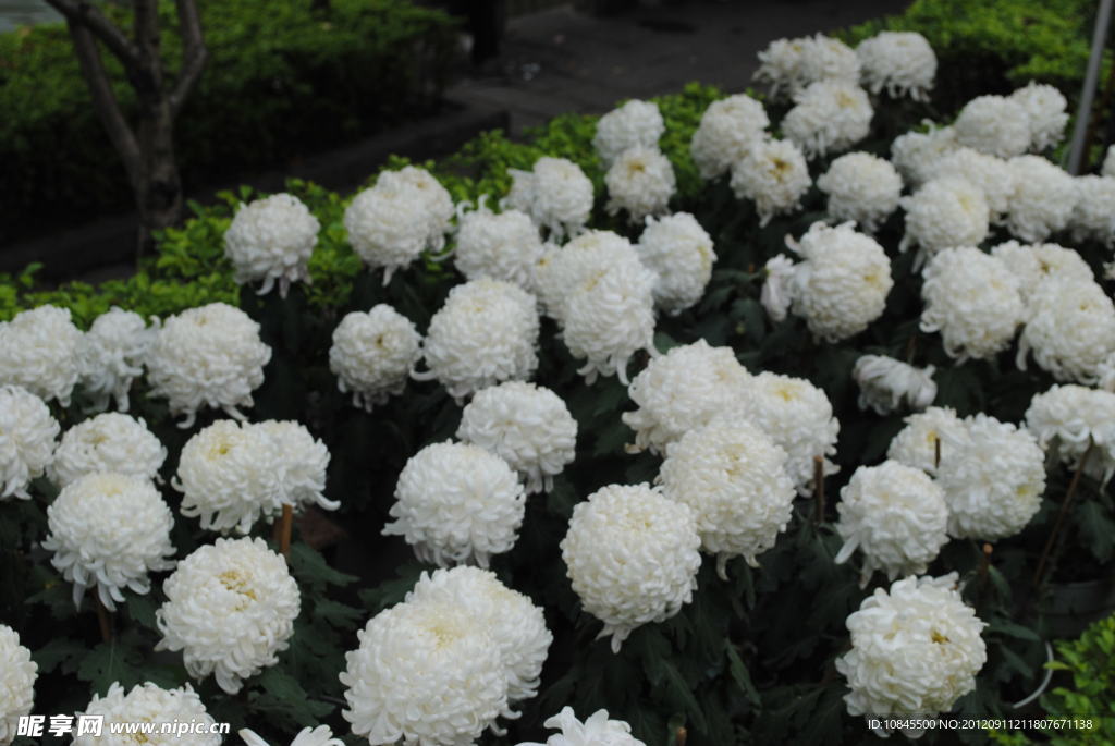 菊花