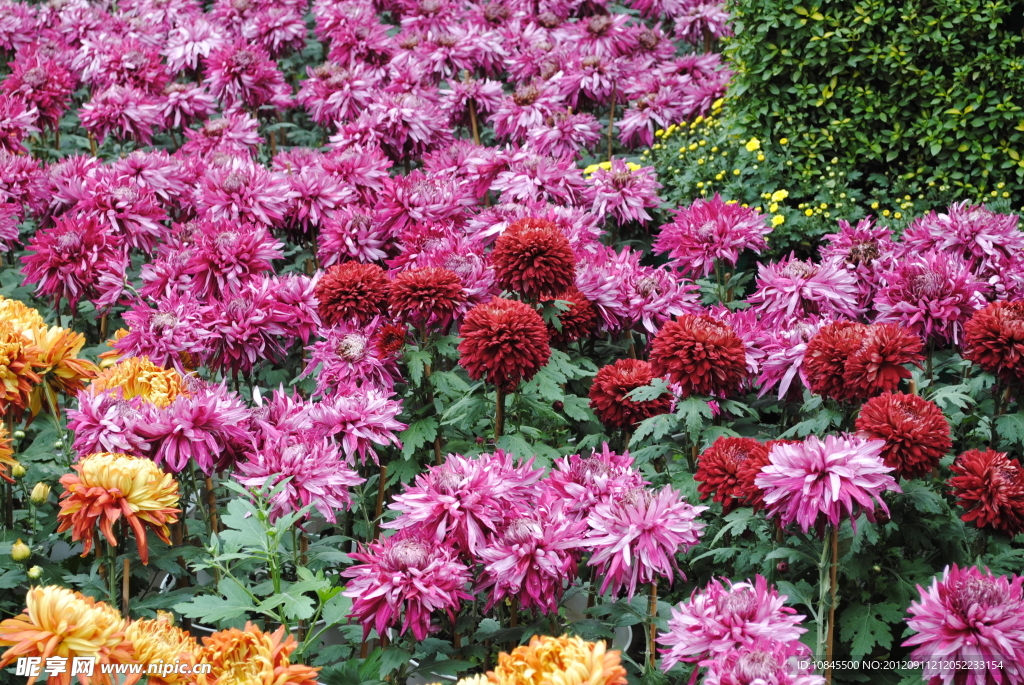 菊花