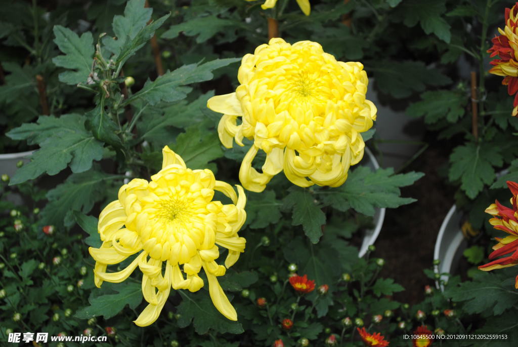 菊花