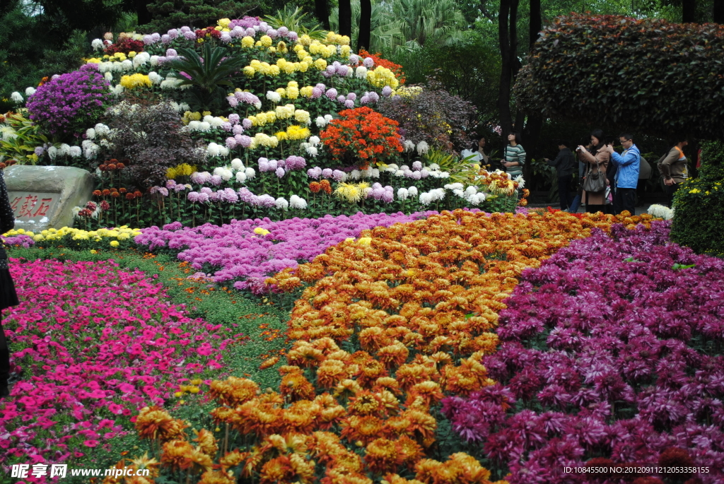 菊花