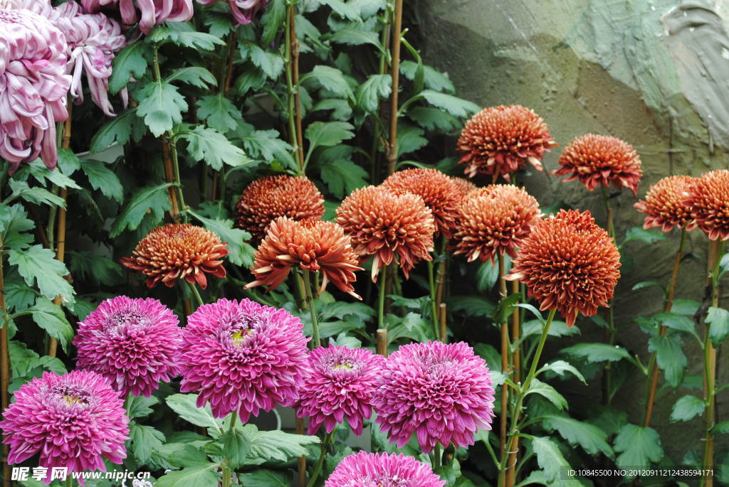 菊花