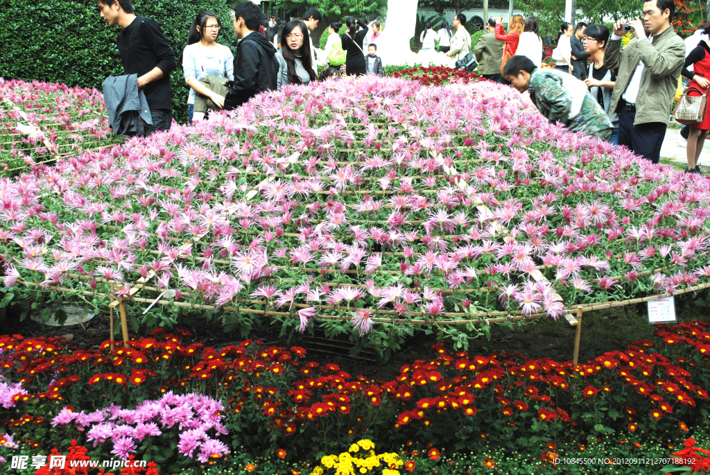 菊花