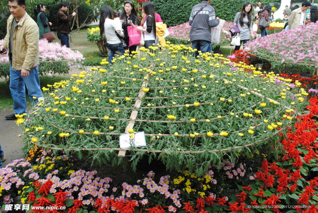 菊花