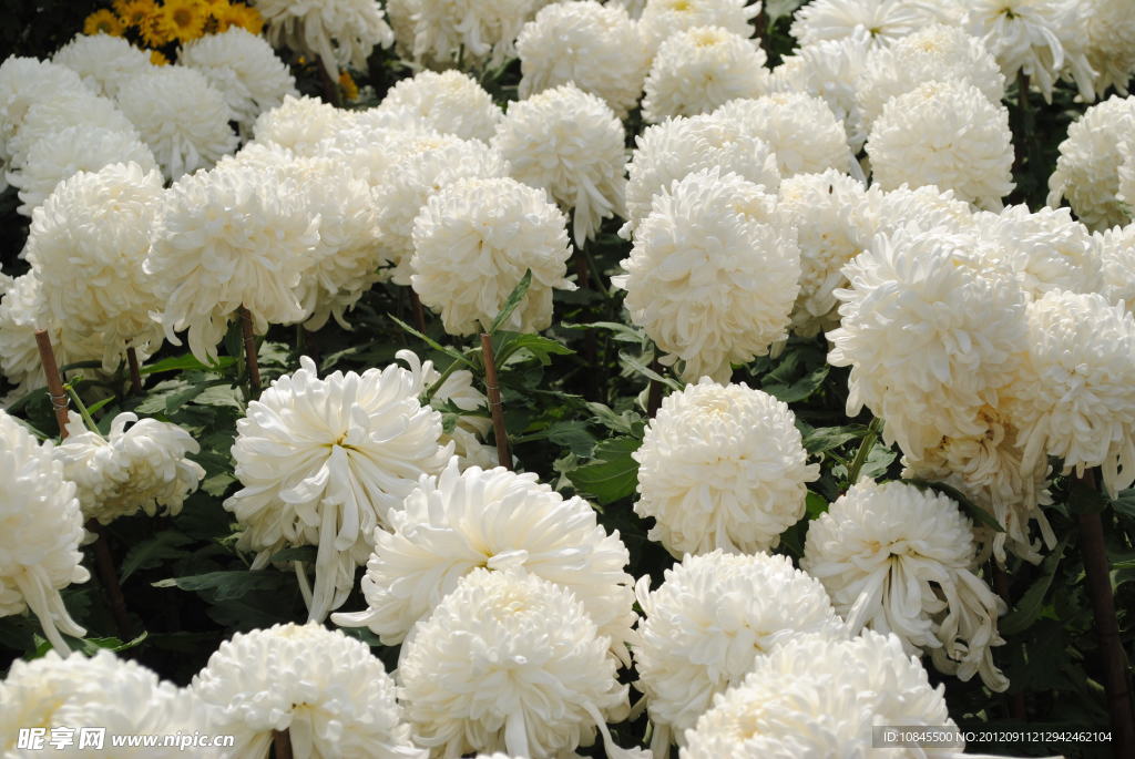 菊花