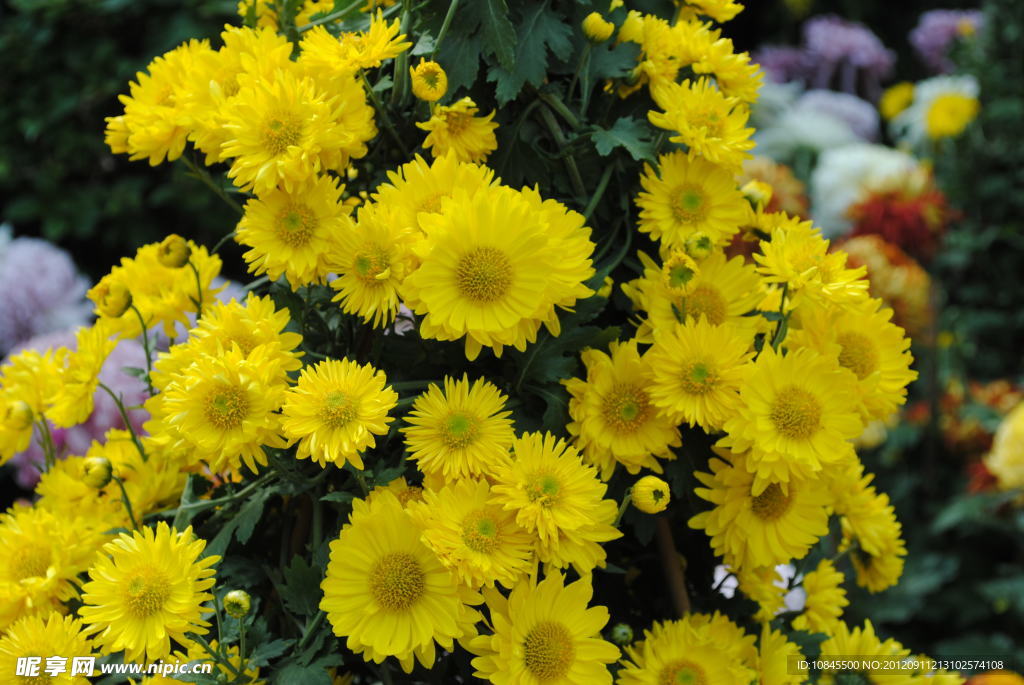 菊花