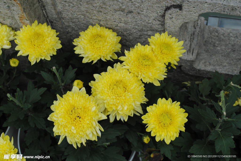 菊花