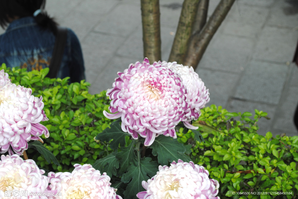 菊花