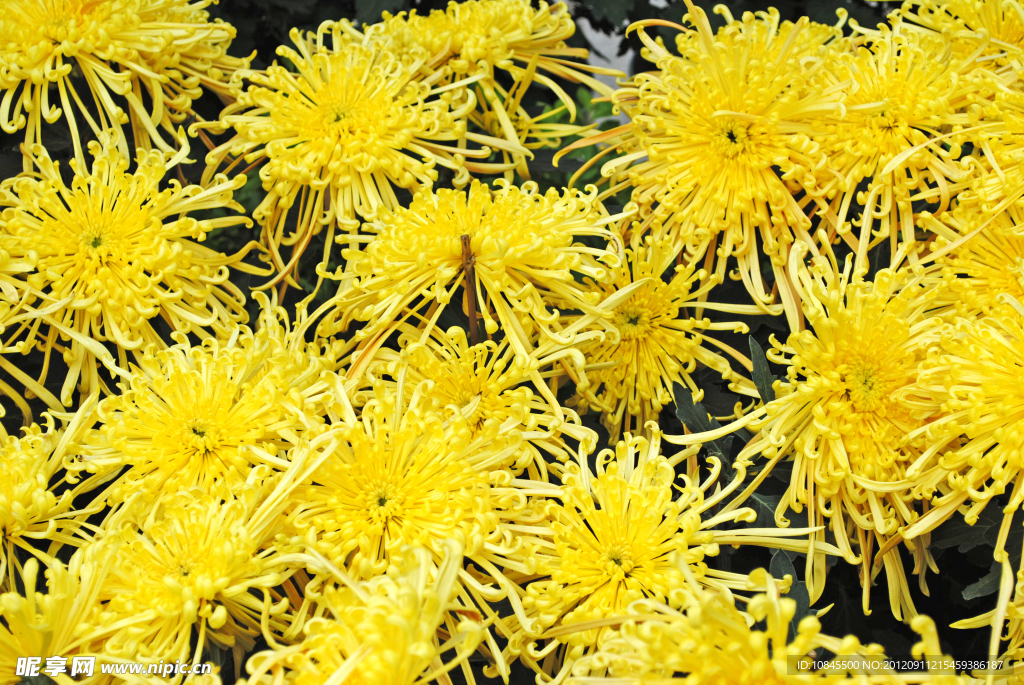 菊花