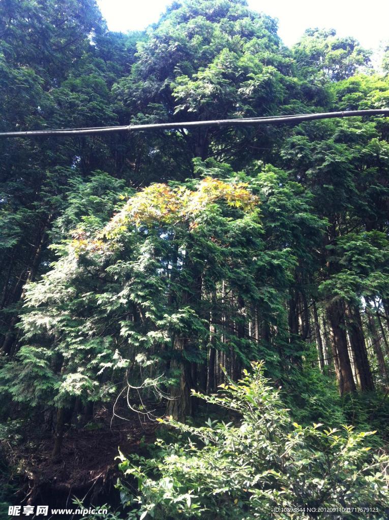 绿树