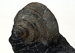 海洋生物化石