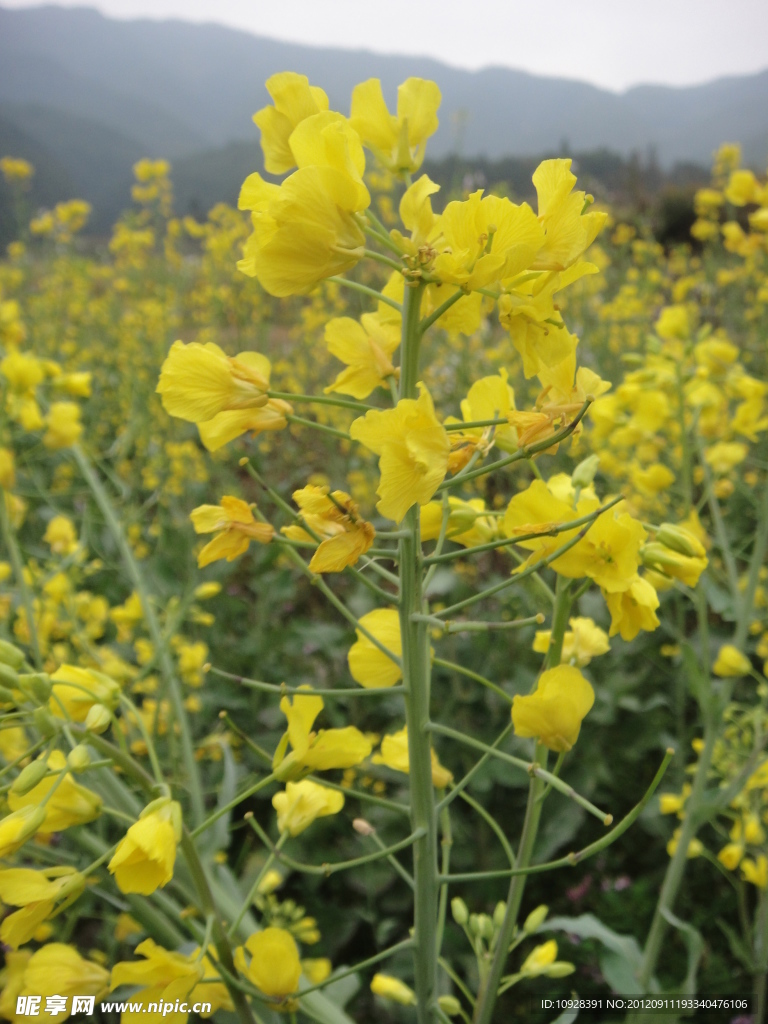 油菜花