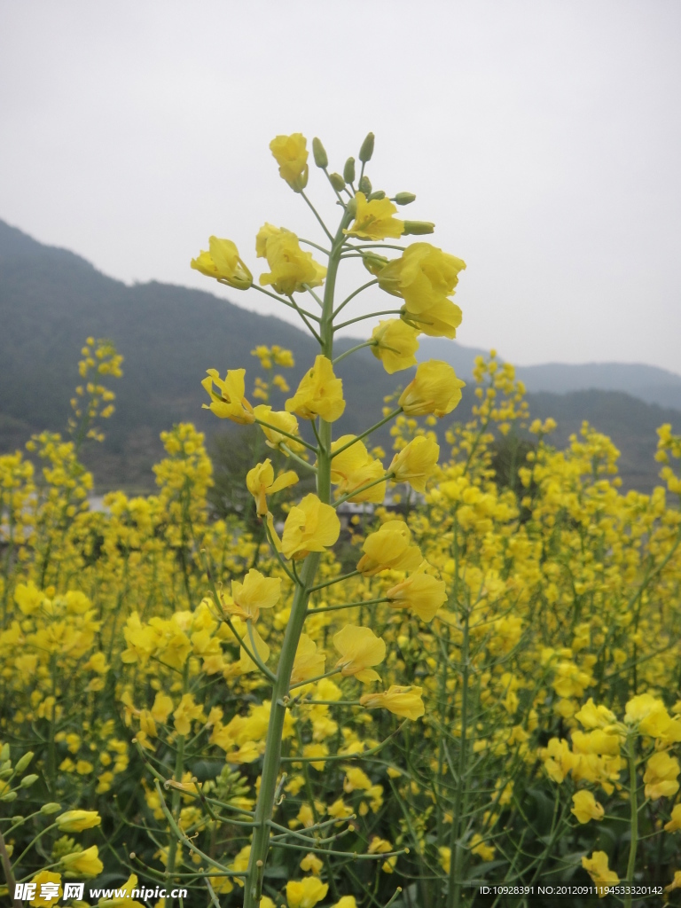 油菜花