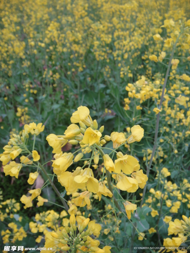 油菜花