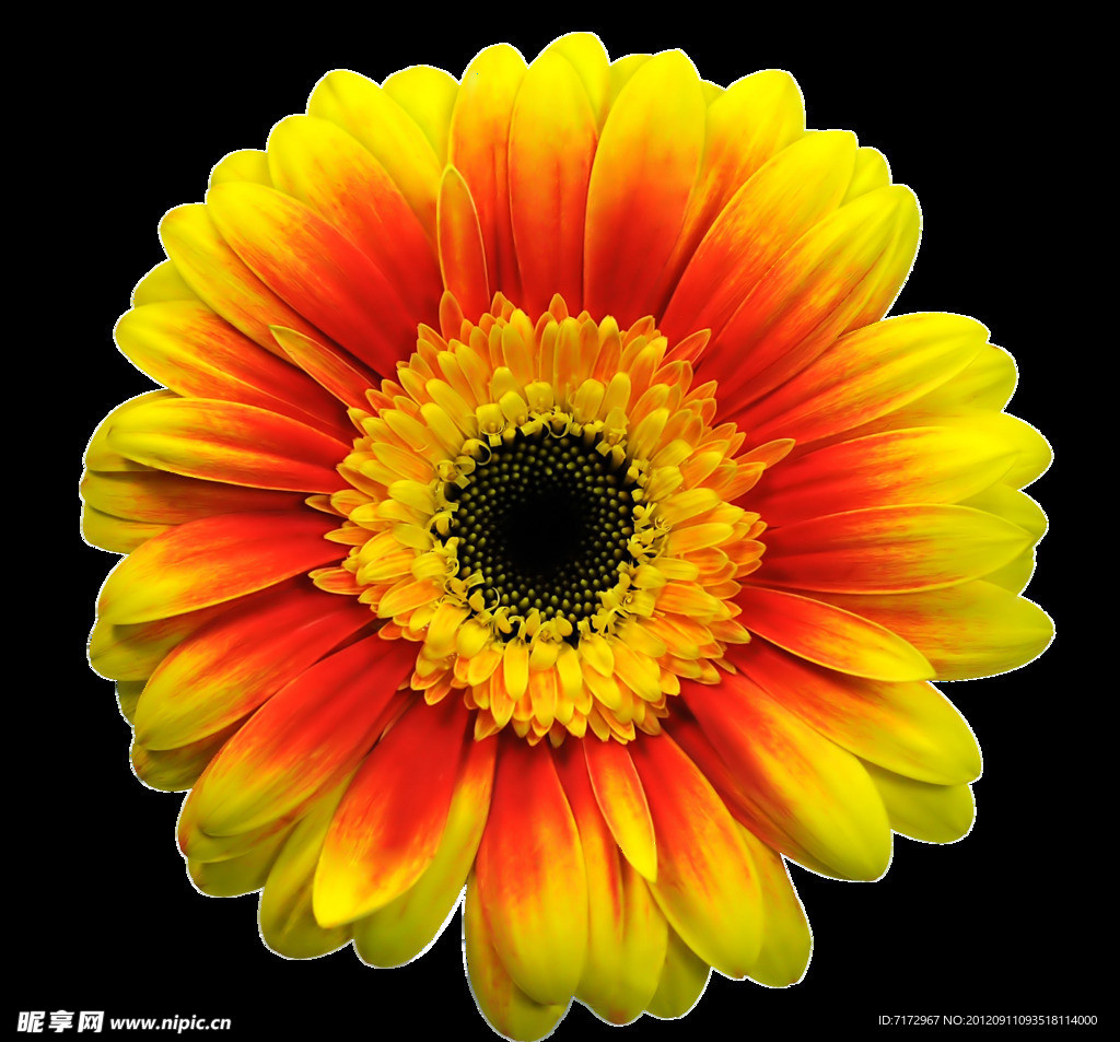 雏菊
