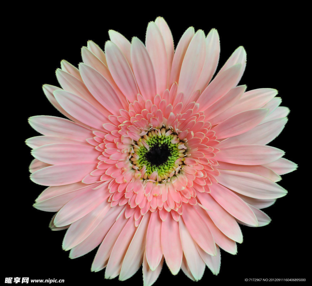雏菊
