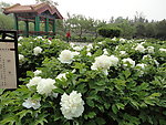 花园景观