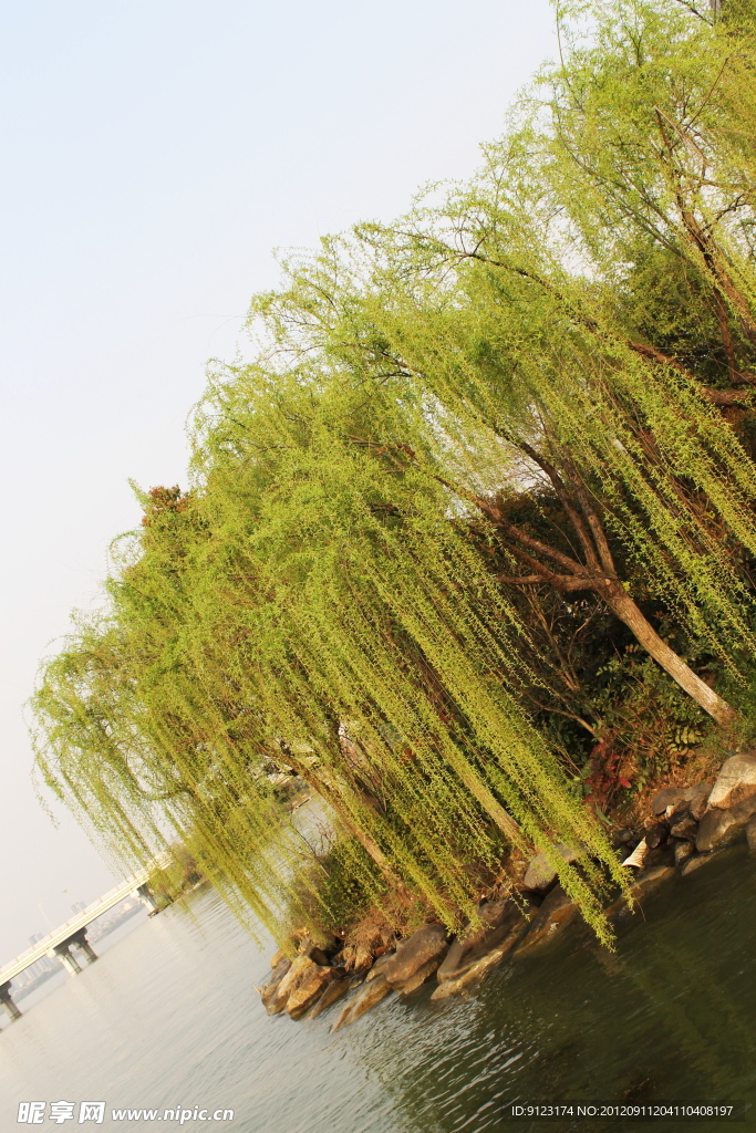 垂柳风景