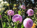 杭白菊