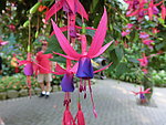 灯笼花卉