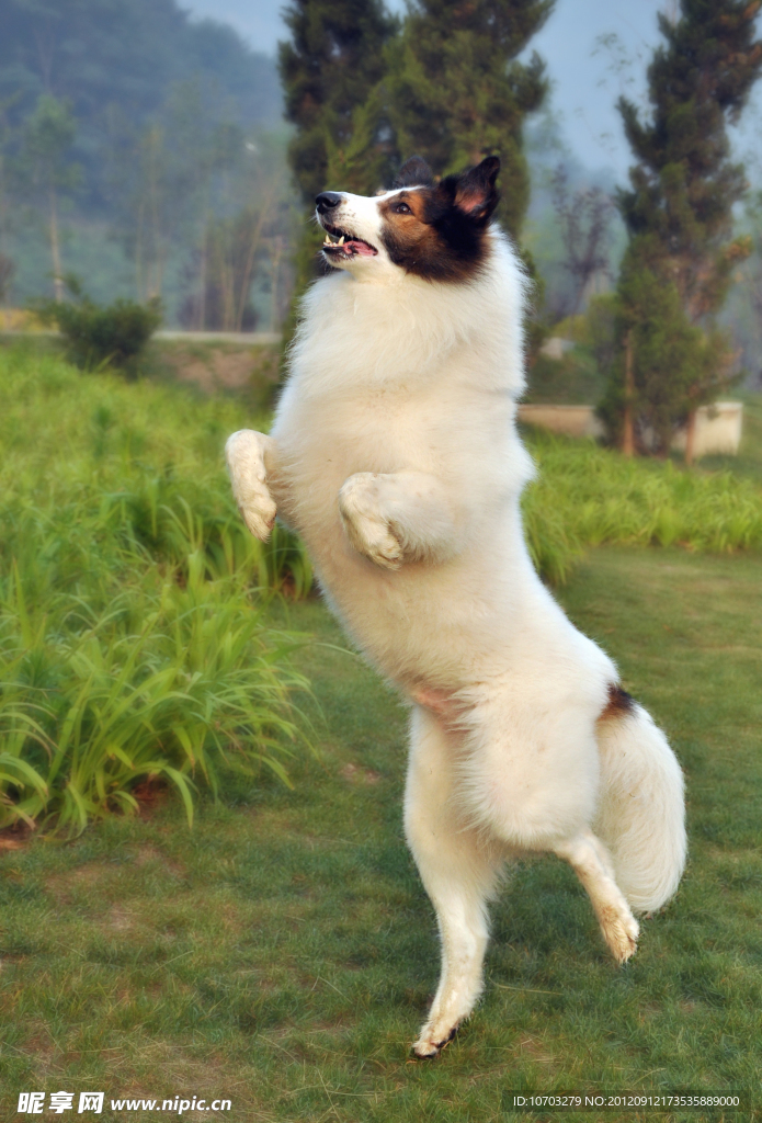 苏格兰牧羊犬