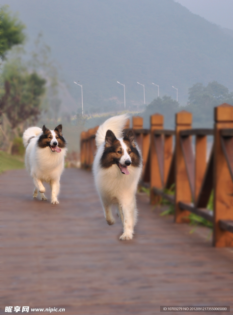 苏格兰牧羊犬