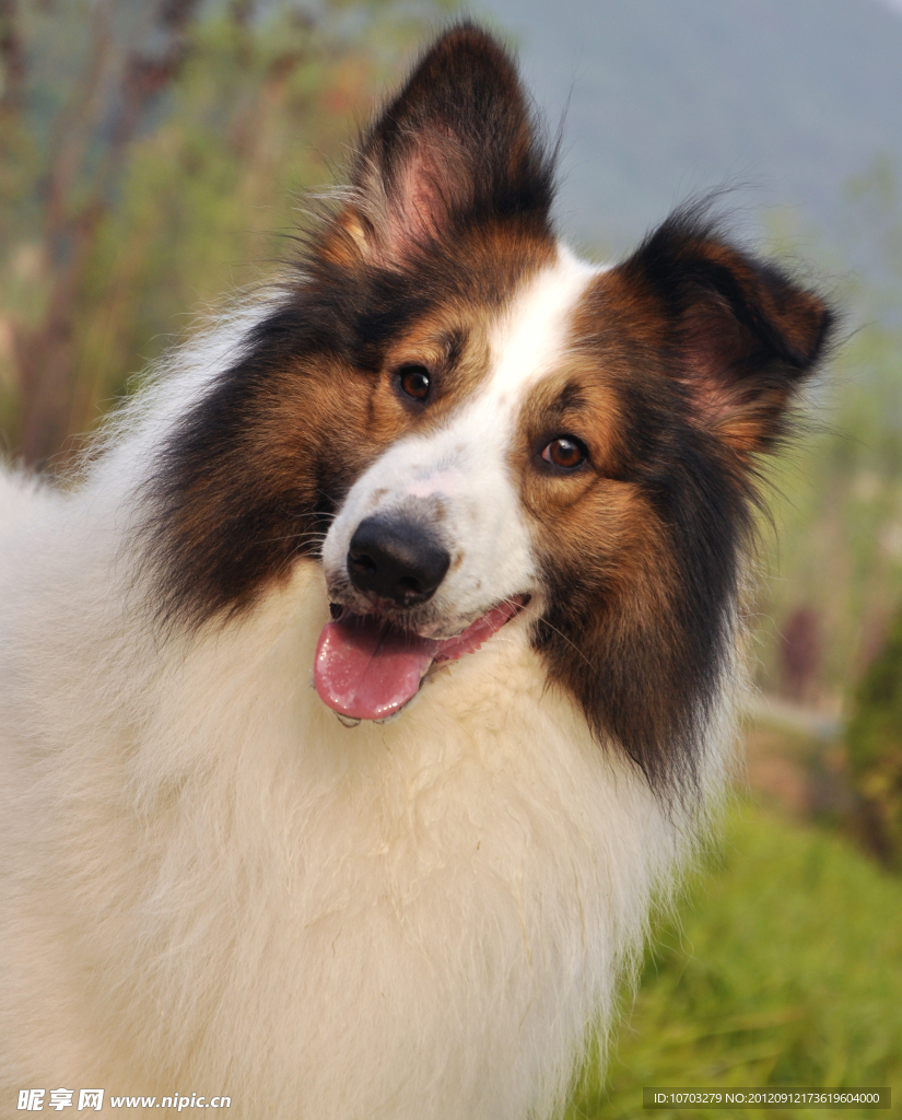 苏格兰牧羊犬