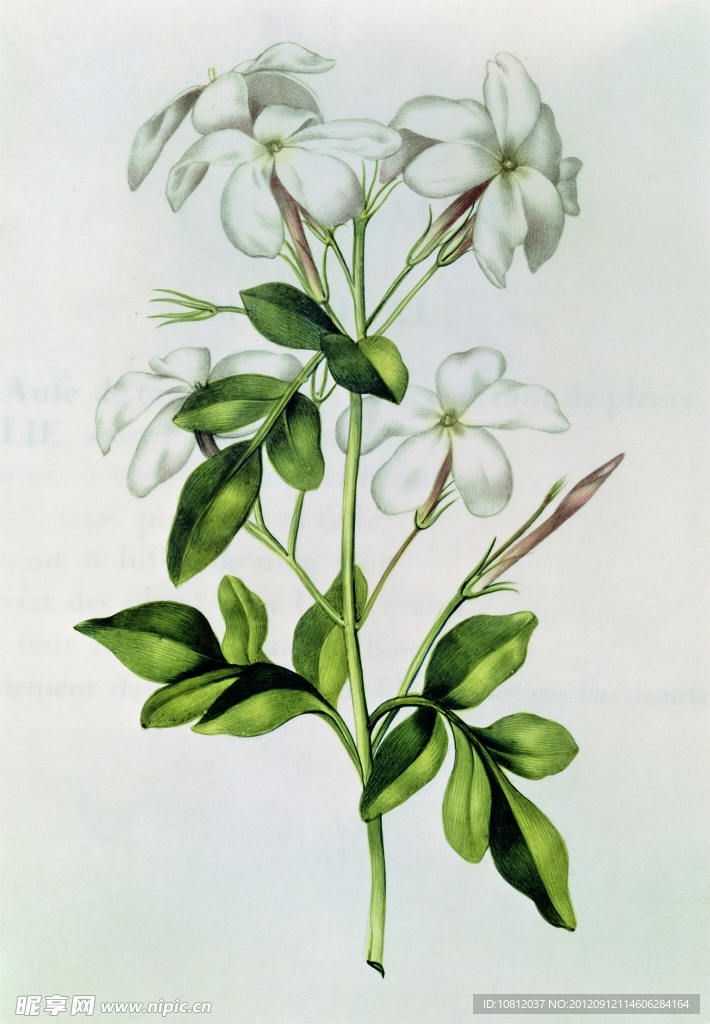 花