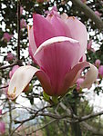 玉兰花