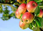 苹果 苹果树