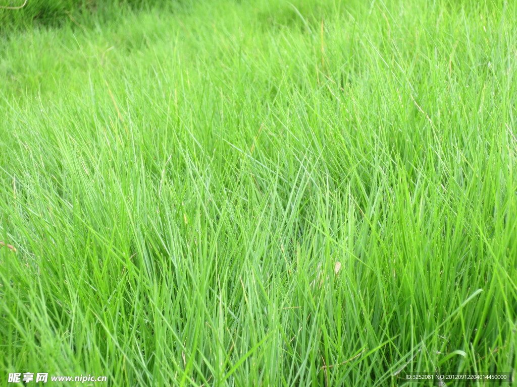 草地