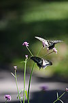 蝴蝶双飞
